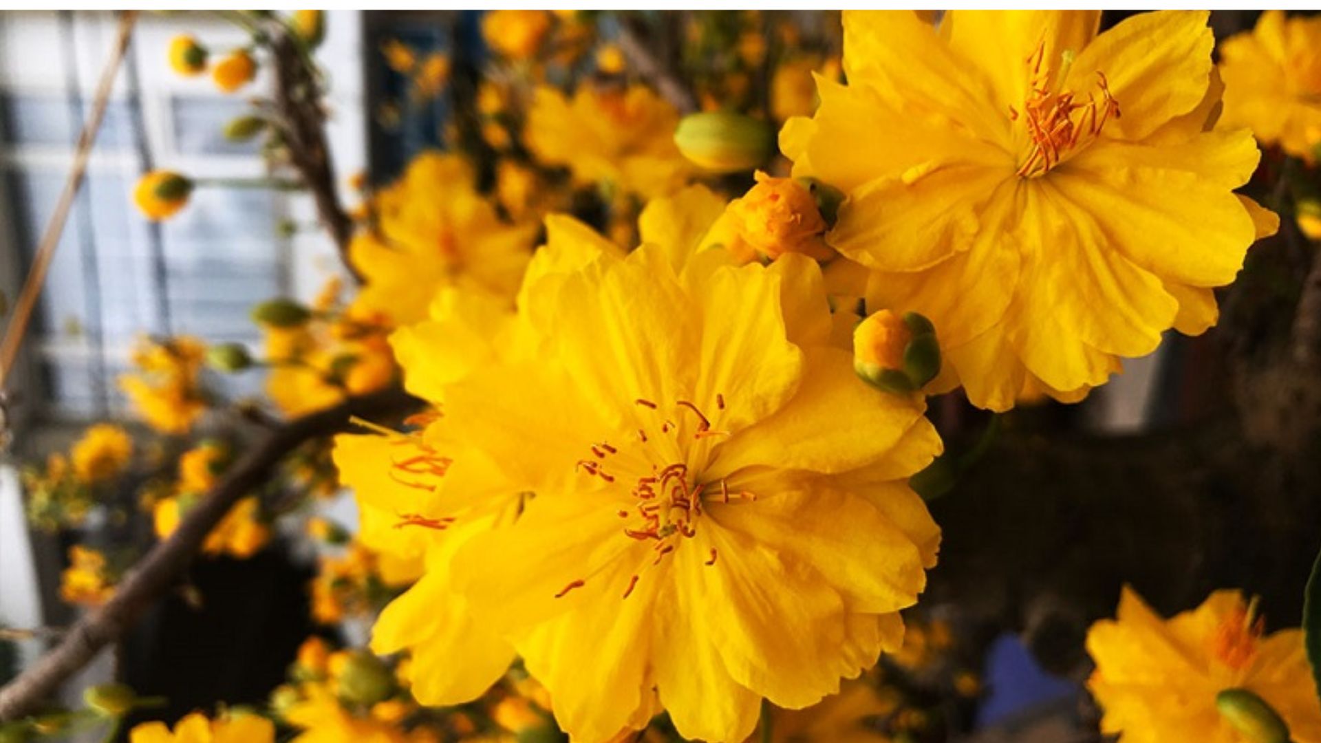 Chăm Sóc Hoa Mai Đúng Dịp Tết